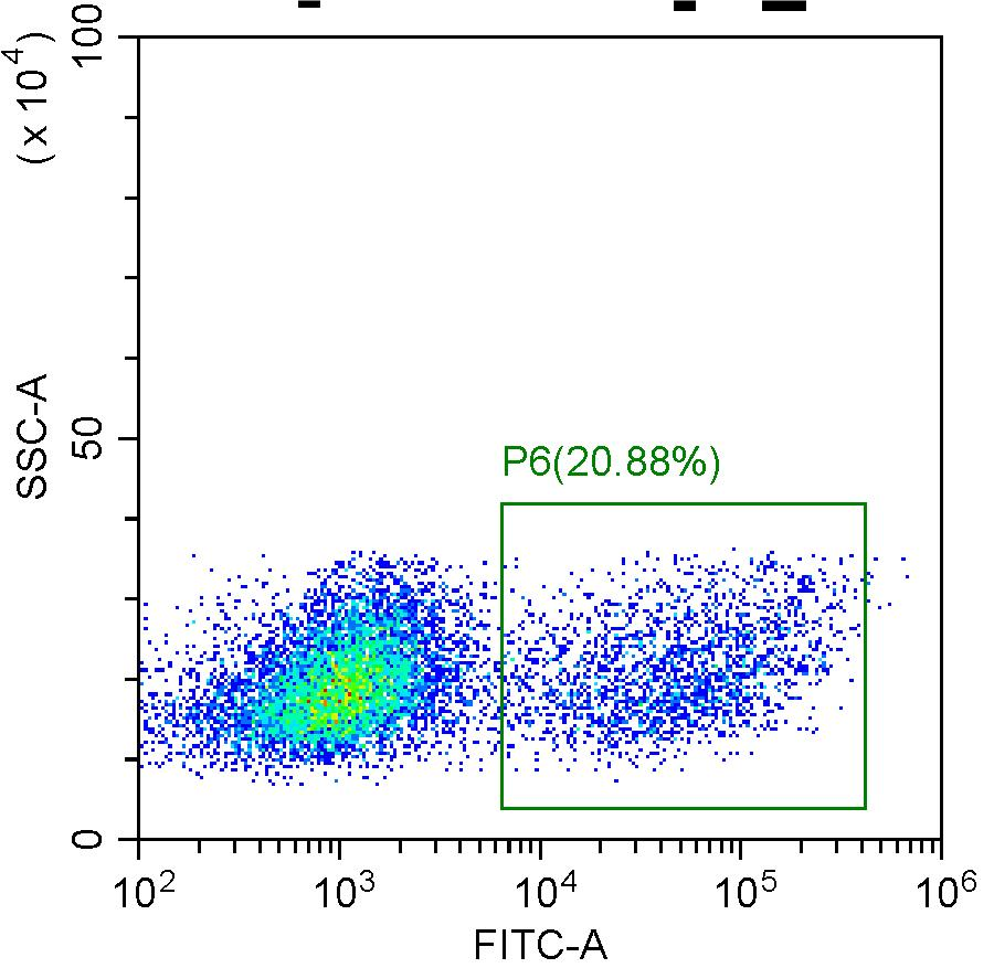 VHH1 Recombinant Target Protein