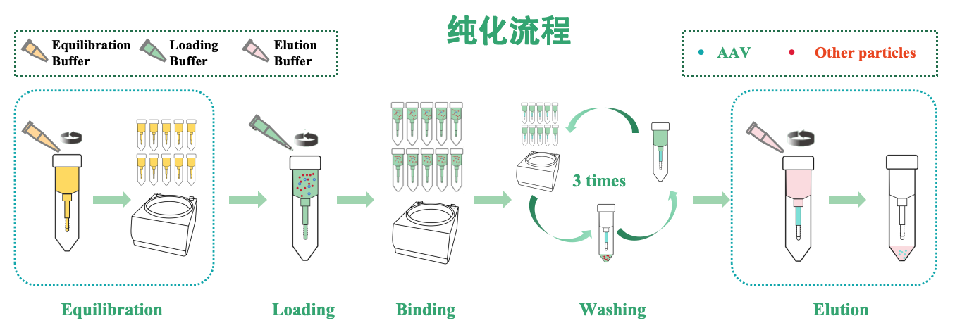 纯化流程